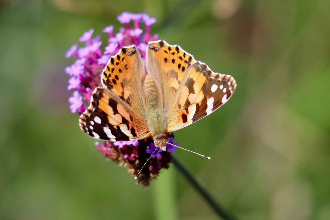 Almanya Aile Birleşimi Vizesi Nedir?