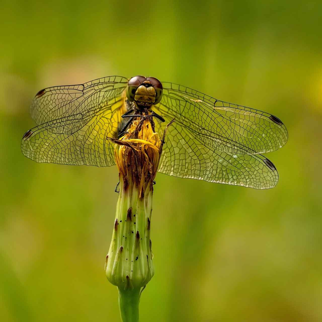 Vize Başvurusu İçin Gerekli Belgeler