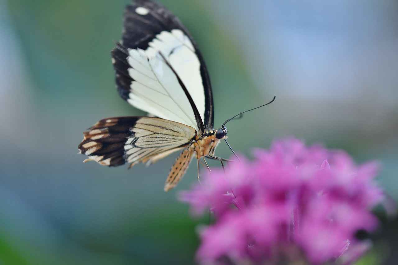 Almanya'da Aile Birleşimi Süreci