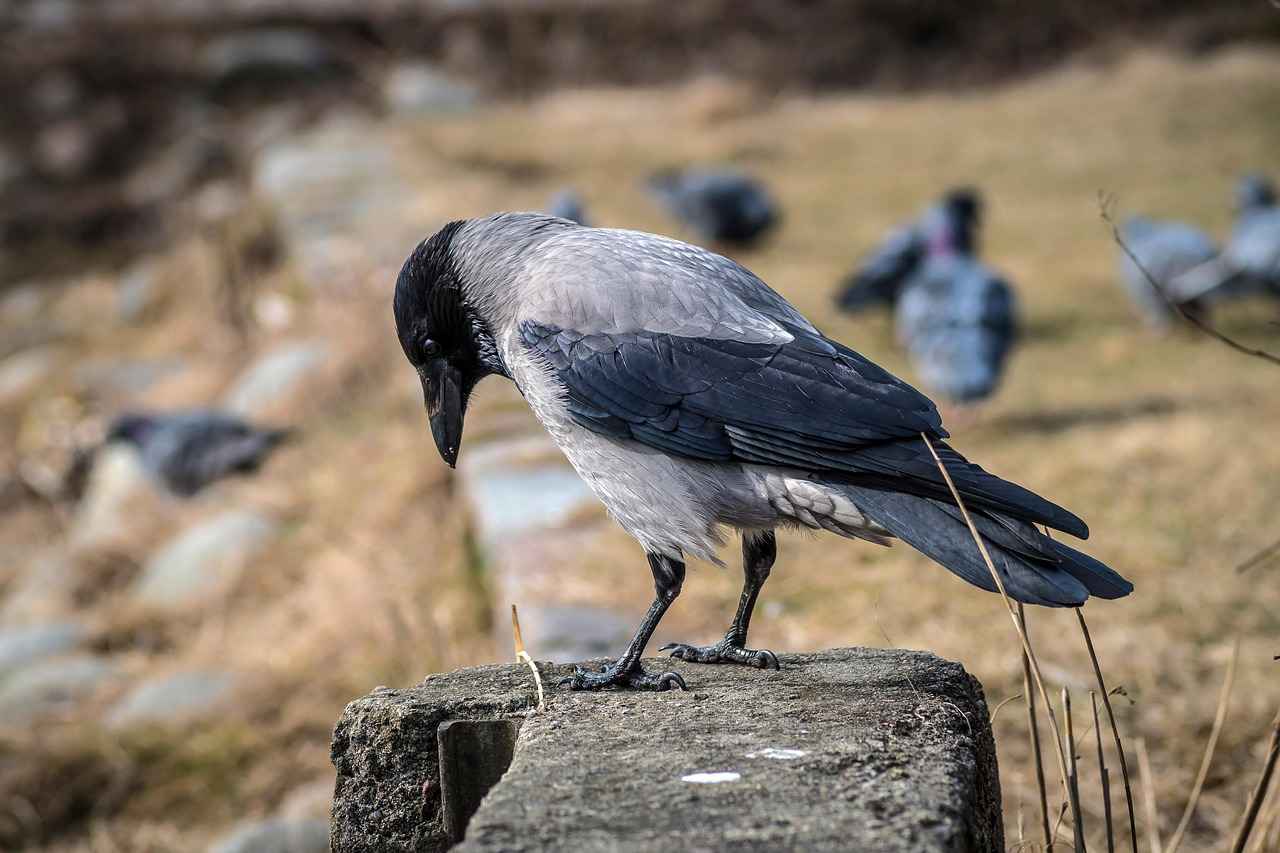 Vize Başvuru Süreci