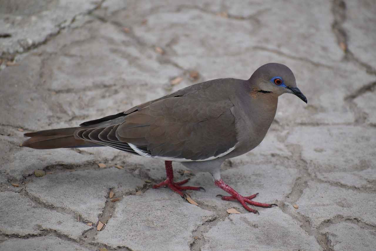 Almanya'da Elektrikli Araçların Yükselişi