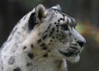 Almanya Asgari Ücret 2021’de Ne Kadar? Almanya Asgari Ücret 2021'de Ne Kadar?