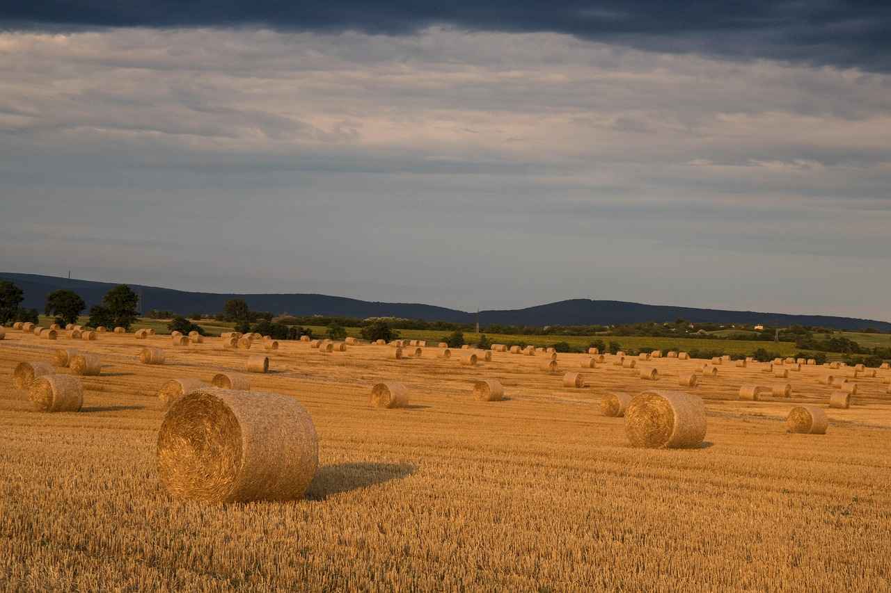 Asgari Ücretin Tarihçesi ve Gelişimi