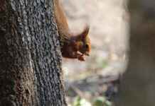 Almanya Asgari Ücret 2023’te Ne Kadar Oldu? Almanya Asgari Ücret 2023'te Ne Kadar Oldu?