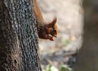 Almanya Asgari Ücret 2023’te Ne Kadar Oldu? Almanya Asgari Ücret 2023'te Ne Kadar Oldu?