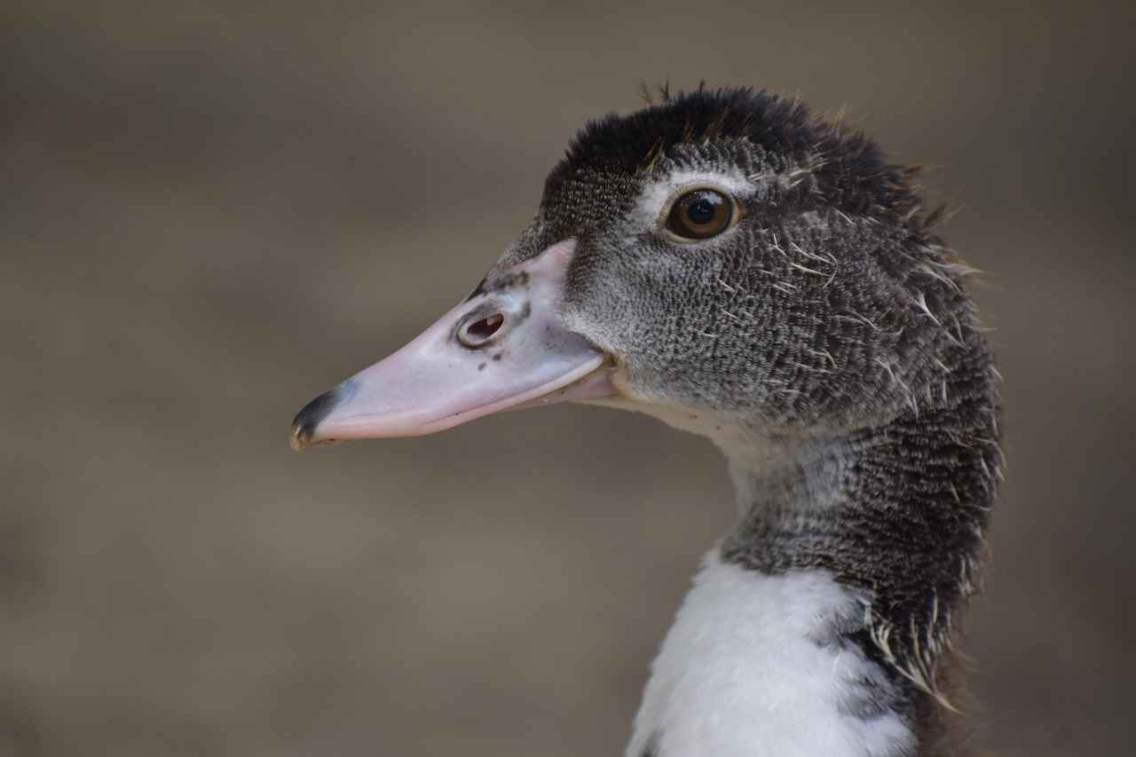 2024 Almanya Asgari Ücreti Ne Kadar Olacak?