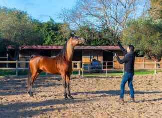 Almanya Başbakanı ve Siyasi Süreçler Almanya Başbakanı ve Siyasi Süreçler