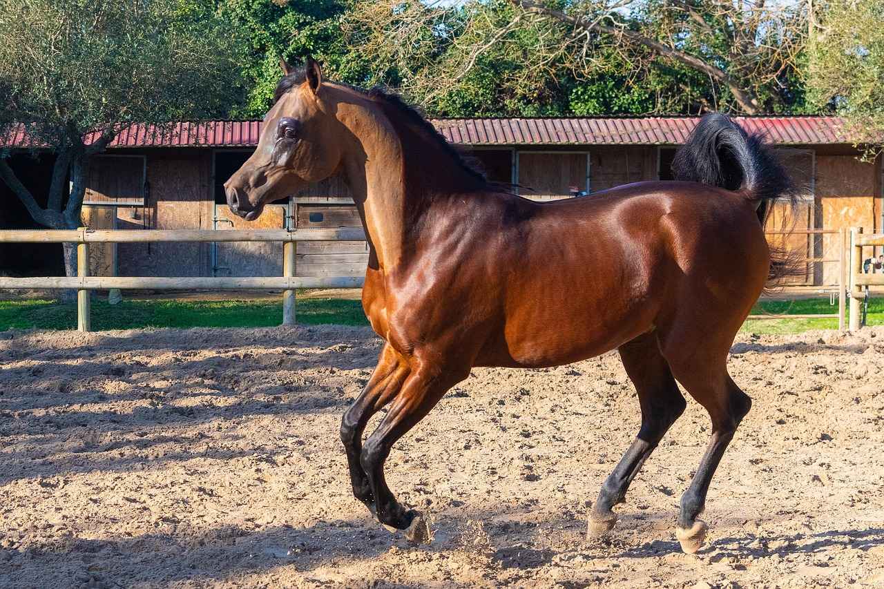 Almanya Başkanı Kimdir?