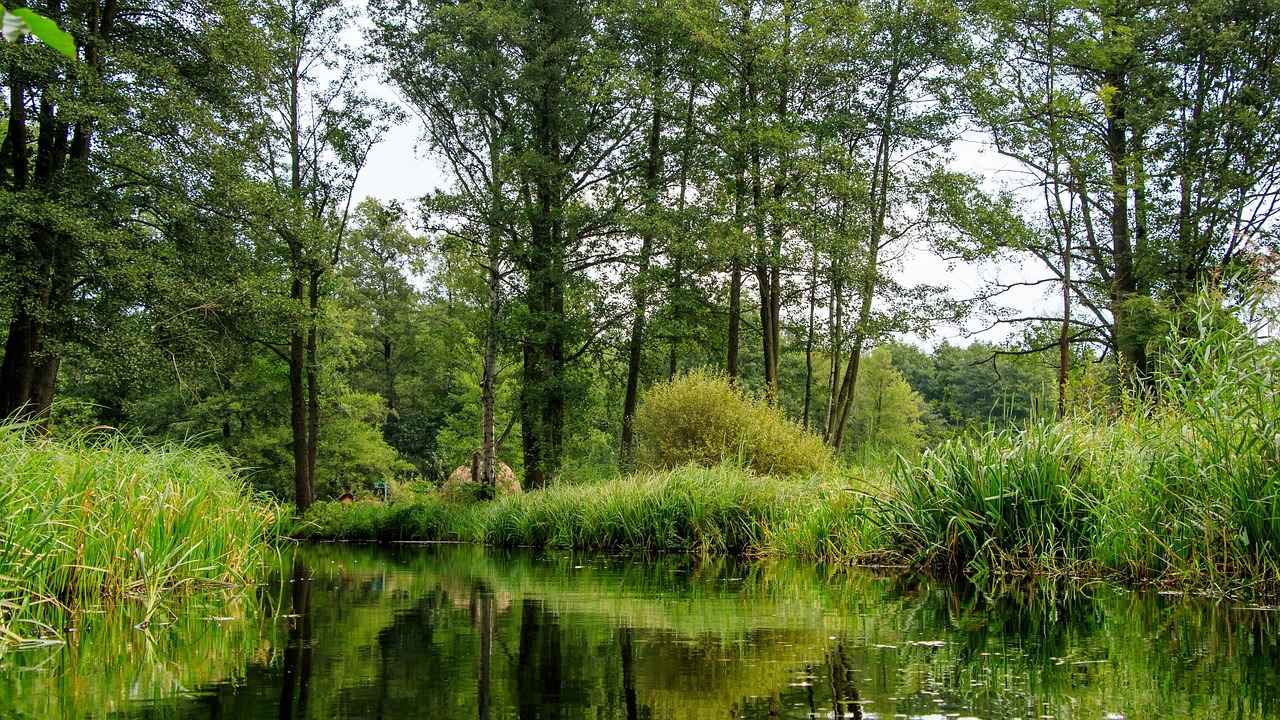 Spreewald: Doğal Güzellikler ve Su Yolları