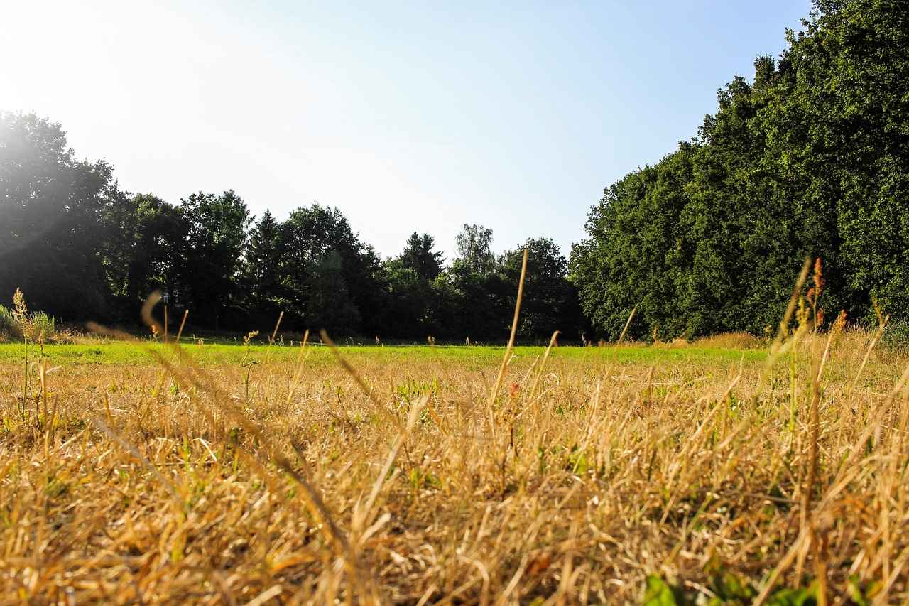 Brandenburg'un Doğal Parkları