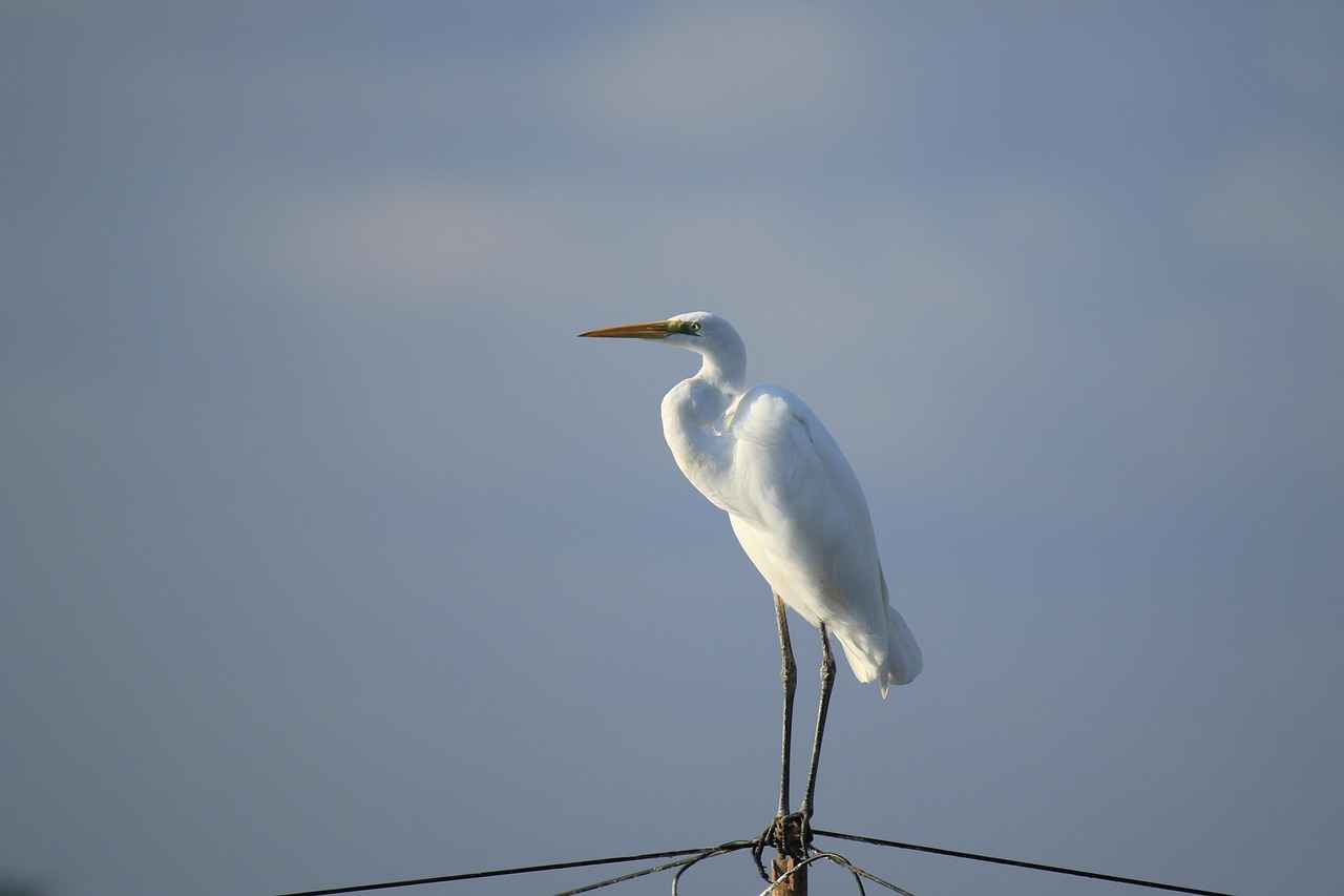 Önemli Maçlar ve Sonuçlar