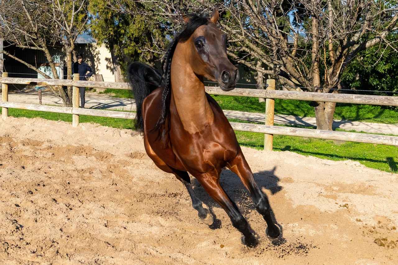 Almanya Cumhurbaşkanı ve Siyasi Partiler
