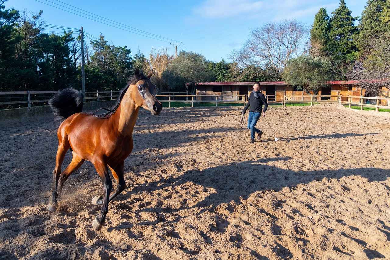 Sonuç: Almanya Cumhurbaşkanının Geleceği