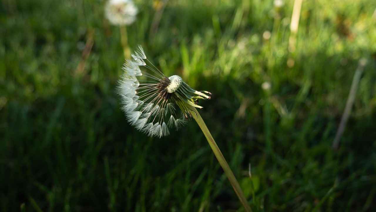 Erfurt Katedrali: Tarihin Kalbinde