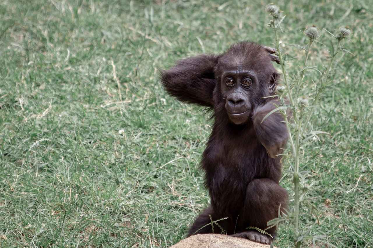 Hannover'de Alışveriş