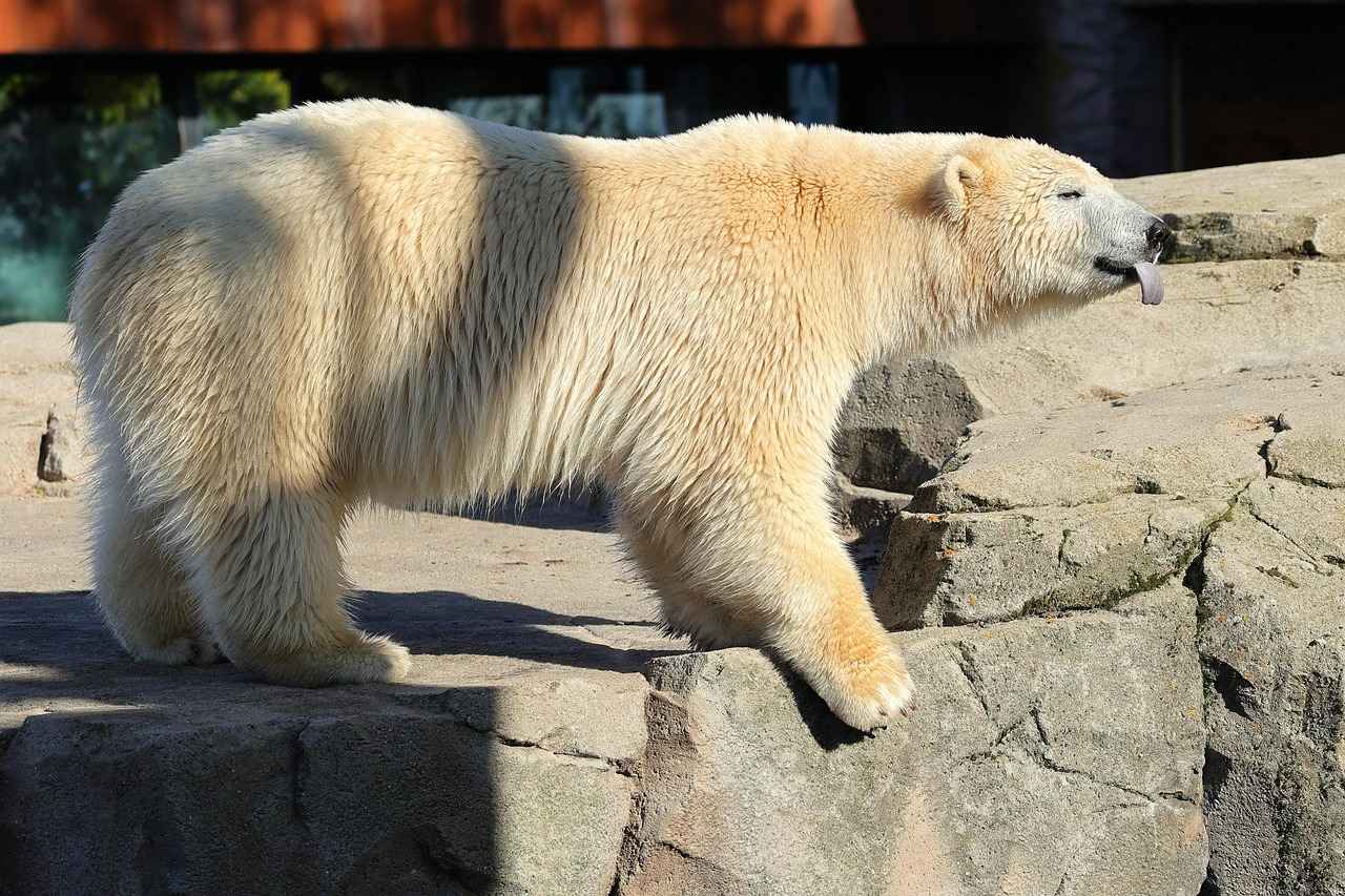 Sonuç: Hannover'de Unutulmaz Bir Deneyim