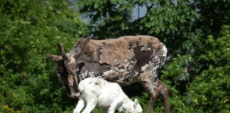 Almanya Kuzey Ren-Vestfalya’da (Nordrhein-Westfalen) Gezilecek Görülmesi Gereken Yerler Almanya Kuzey Ren-Vestfalya'da (Nordrhein-Westfalen) Gezilecek Görülmesi Gereken Yerler