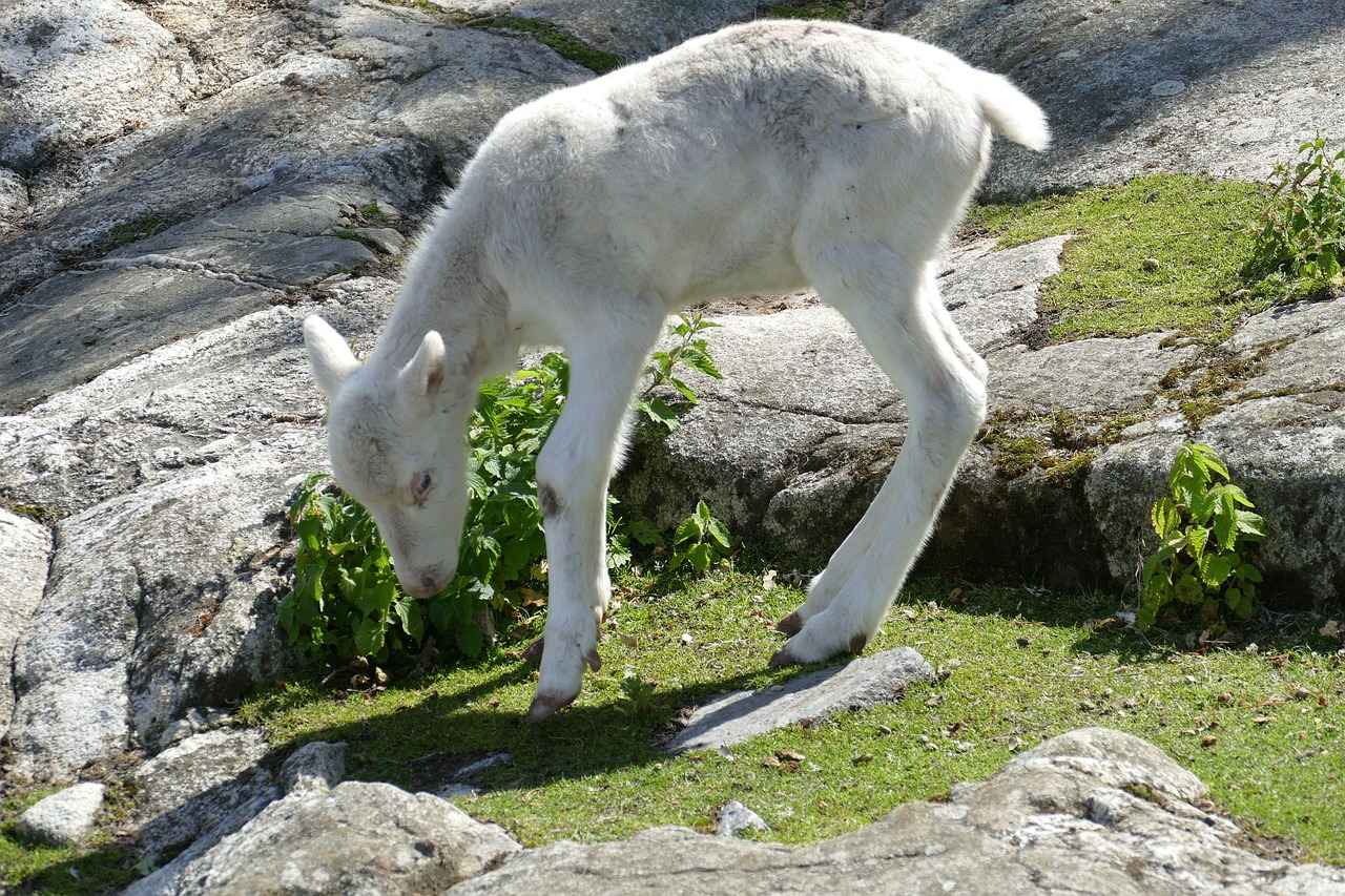 Sonuç: Kuzey Ren-Vestfalya'nın Zenginlikleri