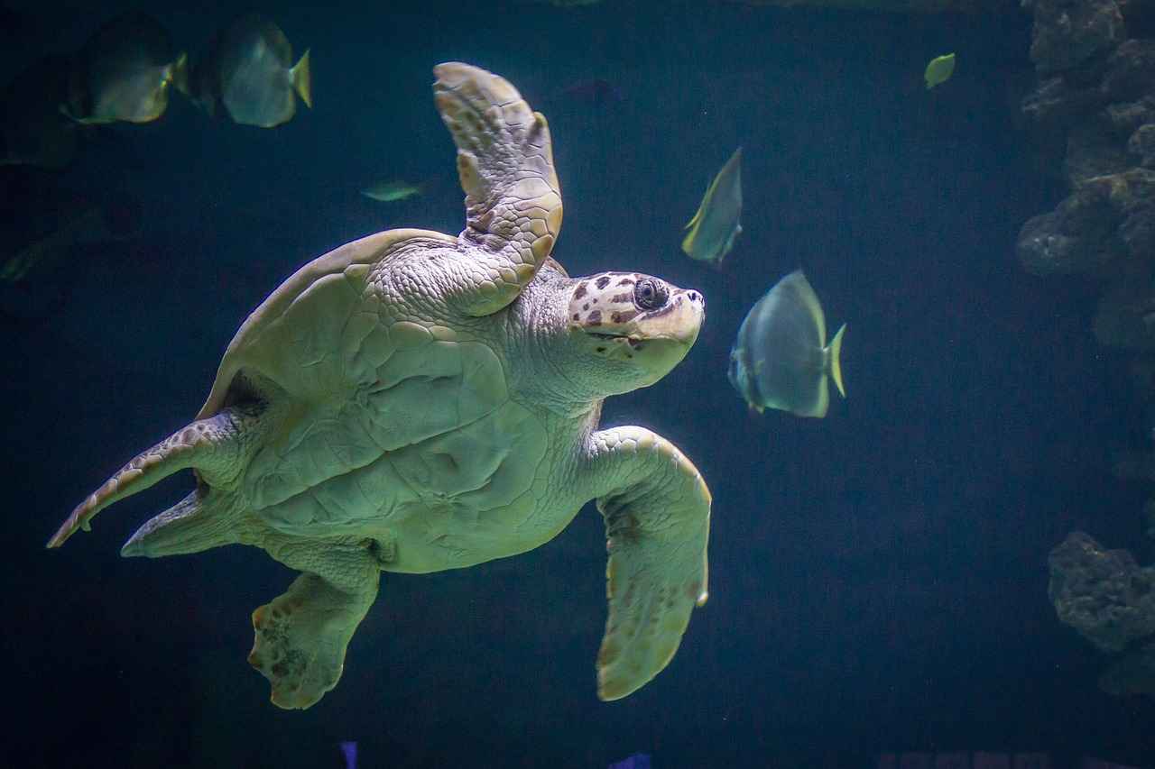 Stralsund: UNESCO Dünya Mirası