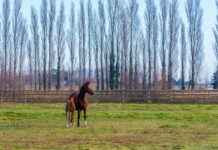 Almanya Nüfusu 2021’de Ne Kadardı? Almanya Nüfusu 2021'de Ne Kadardı?