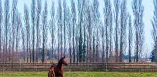 Almanya Nüfusu 2021’de Ne Kadardı? Almanya Nüfusu 2021'de Ne Kadardı?