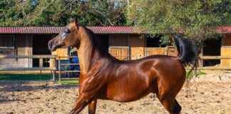 Almanya nüfusu 2023’te kaç oldu? Almanya nüfusu 2023'te kaç oldu?