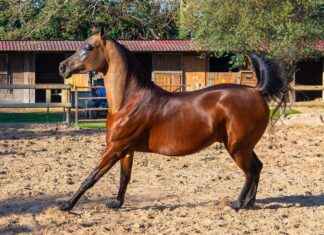 Almanya nüfusu 2023’te kaç oldu? Almanya nüfusu 2023'te kaç oldu?