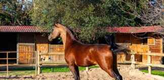 Almanya nüfusu 2024’te kaç olacak? Almanya nüfusu 2024'te kaç olacak?