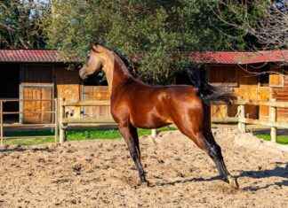 Almanya nüfusu 2024’te kaç olacak? Almanya nüfusu 2024'te kaç olacak?