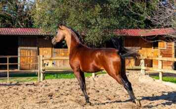 Almanya nüfusu 2024’te kaç olacak? Almanya nüfusu 2024'te kaç olacak?