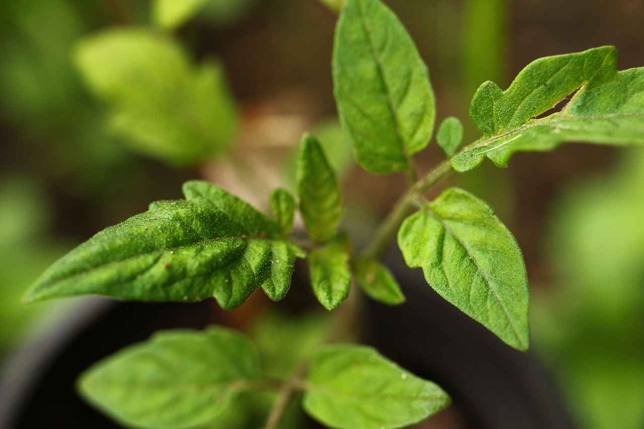 Almanya ve Türkiye'nin Saat Dilimleri