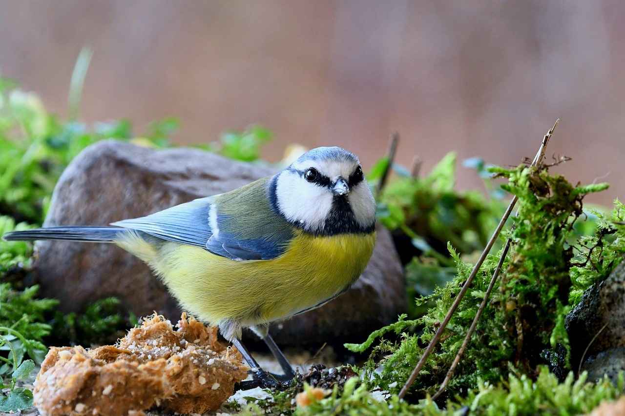 Almanya'da Ev Alırken Dikkat Edilmesi Gerekenler