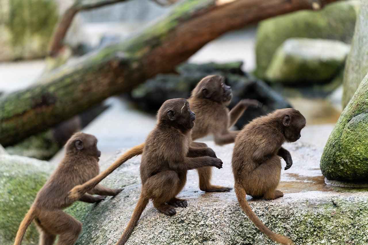 Stuttgart'ın Ulaşım Ağı