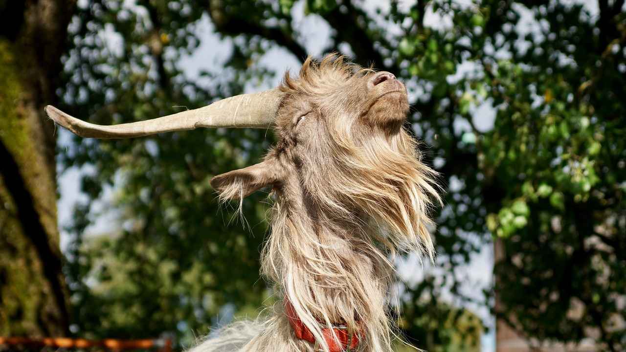 Almanya Üniversiteleri ve Eğitim Fırsatları 5 Almanya'da Staj ve İş Olanakları