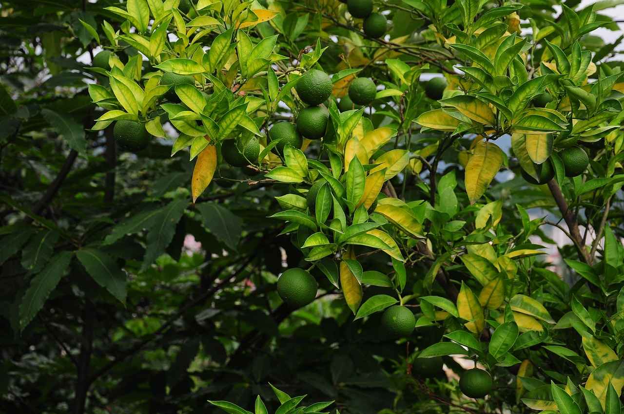 Vize Ücretleri ve İşlem Süresi