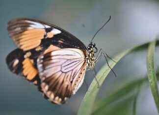 Almanya’da Aile Birleşimi İçin Gerekli Adımlar Almanya’da Aile Birleşimi İçin Gerekli Adımlar