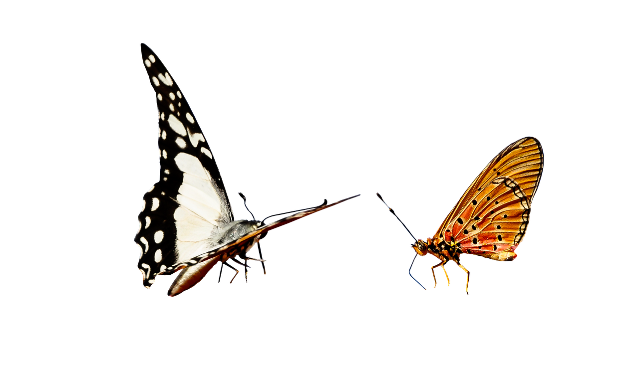 Aile Birleşimi Nedir?