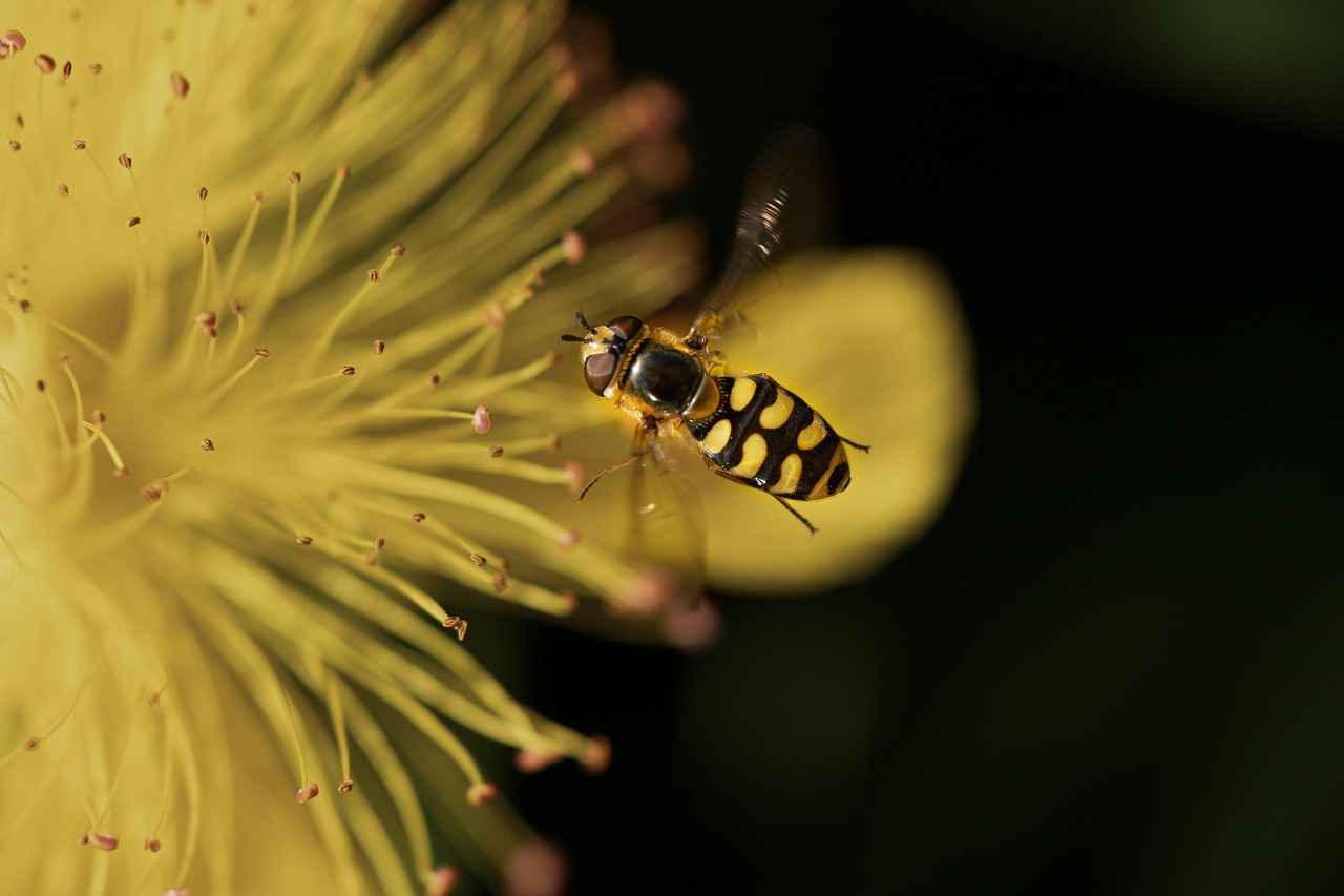 Aile Birleşimi İçin Dil Yeterliliği
