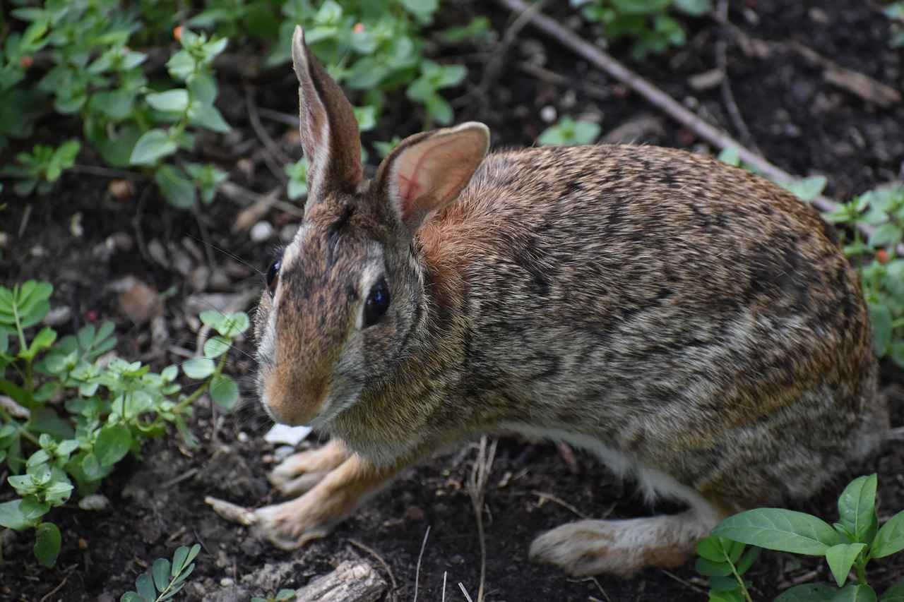 Almanya'da Asgari Ücret Uygulamaları