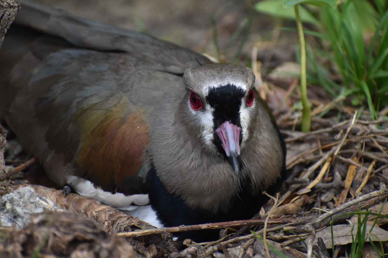 Sonuç ve Gelecek Beklentileri