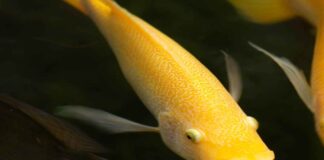 Almanya’da Asgari Ücret Ne Kadar 2021? Almanya'da Asgari Ücret Ne Kadar 2021?