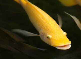 Almanya’da Asgari Ücret Ne Kadar 2021? Almanya'da Asgari Ücret Ne Kadar 2021?