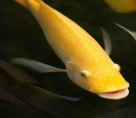 Almanya’da Asgari Ücret Ne Kadar 2021? Almanya'da Asgari Ücret Ne Kadar 2021?