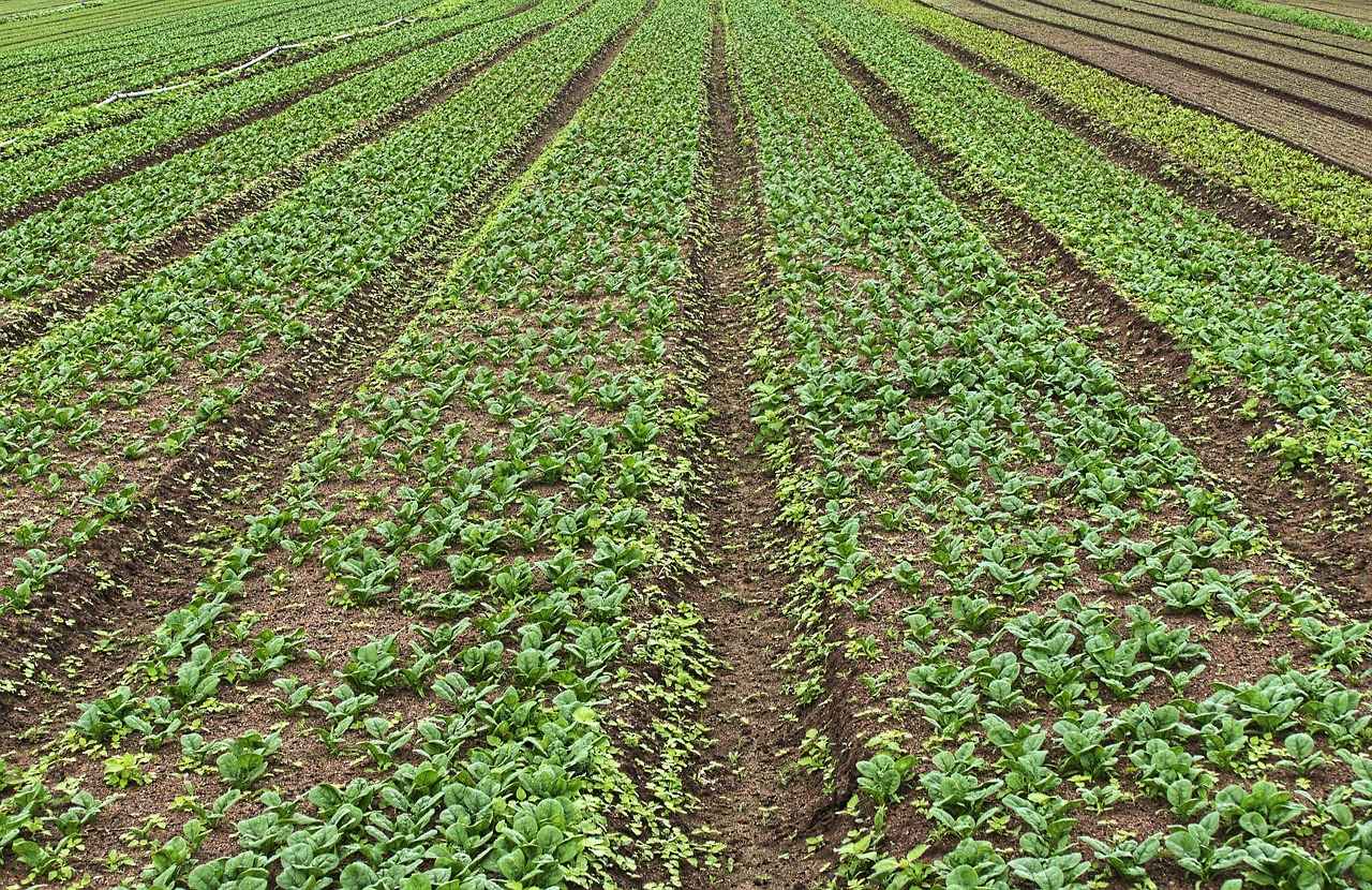 Sonuç ve Değerlendirme