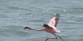 Almanya’da Çalışan Türkler İçin Aile Birleşimi Almanya'da Çalışan Türkler İçin Aile Birleşimi