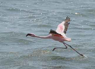 Almanya’da Çalışan Türkler İçin Aile Birleşimi Almanya'da Çalışan Türkler İçin Aile Birleşimi