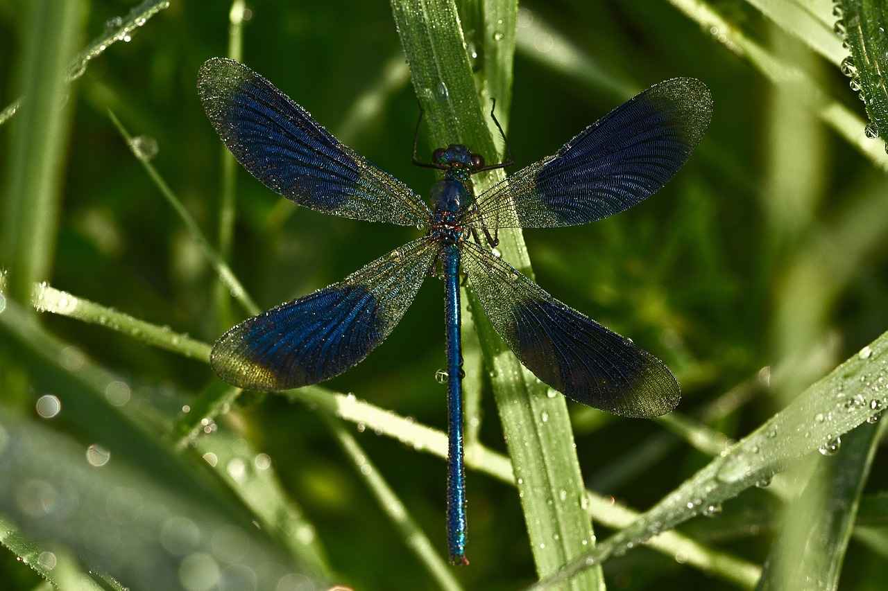Almanya'da Çalışan Türkler İçin Aile Birleşimi 1 Aile Birleşimi Nedir?