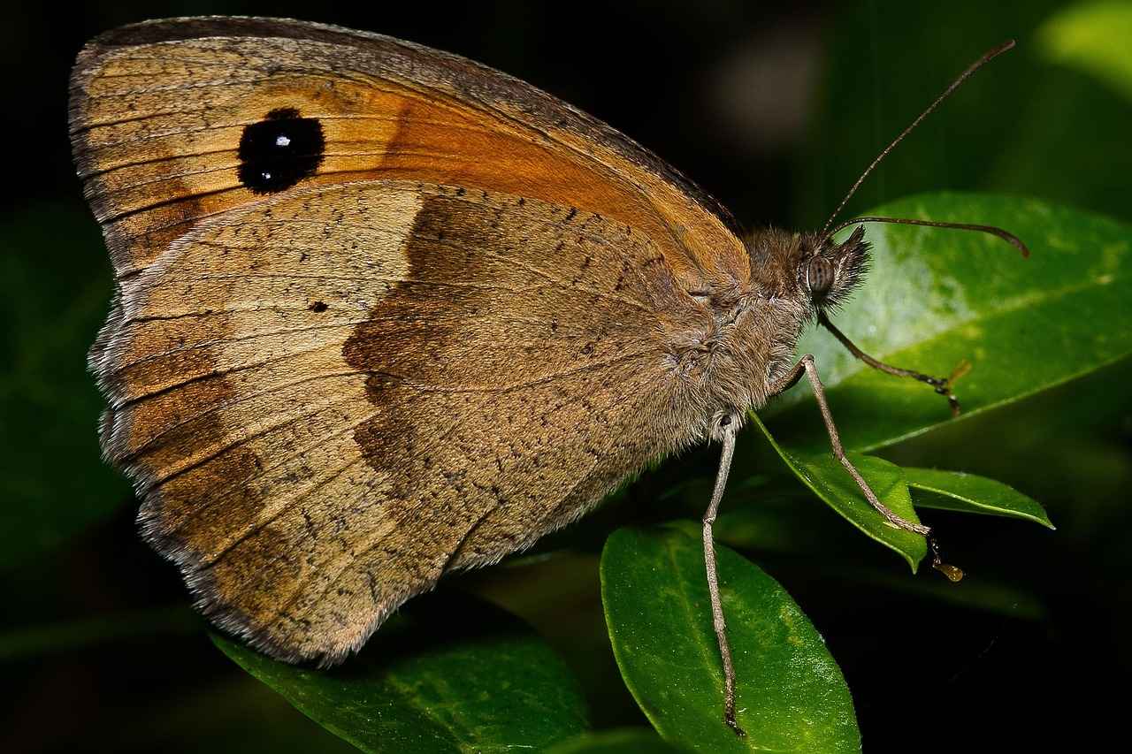 Almanya'da Çalışan Türkler İçin Aile Birleşimi 3 Aile Birleşiminin Avantajları