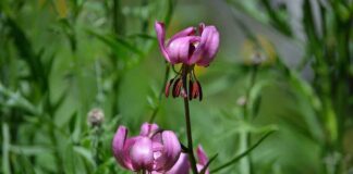 Almanya’da Çalışan Türkler İçin Dil Okulları Almanya’da Çalışan Türkler İçin Dil Okulları