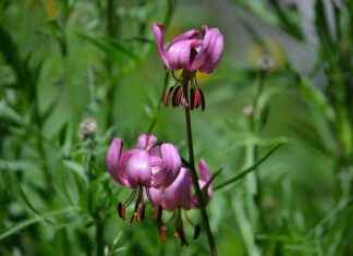 Almanya’da Çalışan Türkler İçin Dil Okulları Almanya’da Çalışan Türkler İçin Dil Okulları